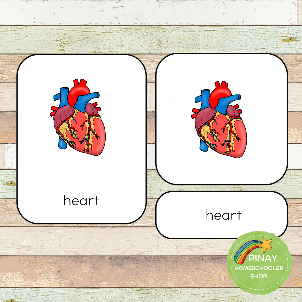 Circulatory System Montessori Learning Pack