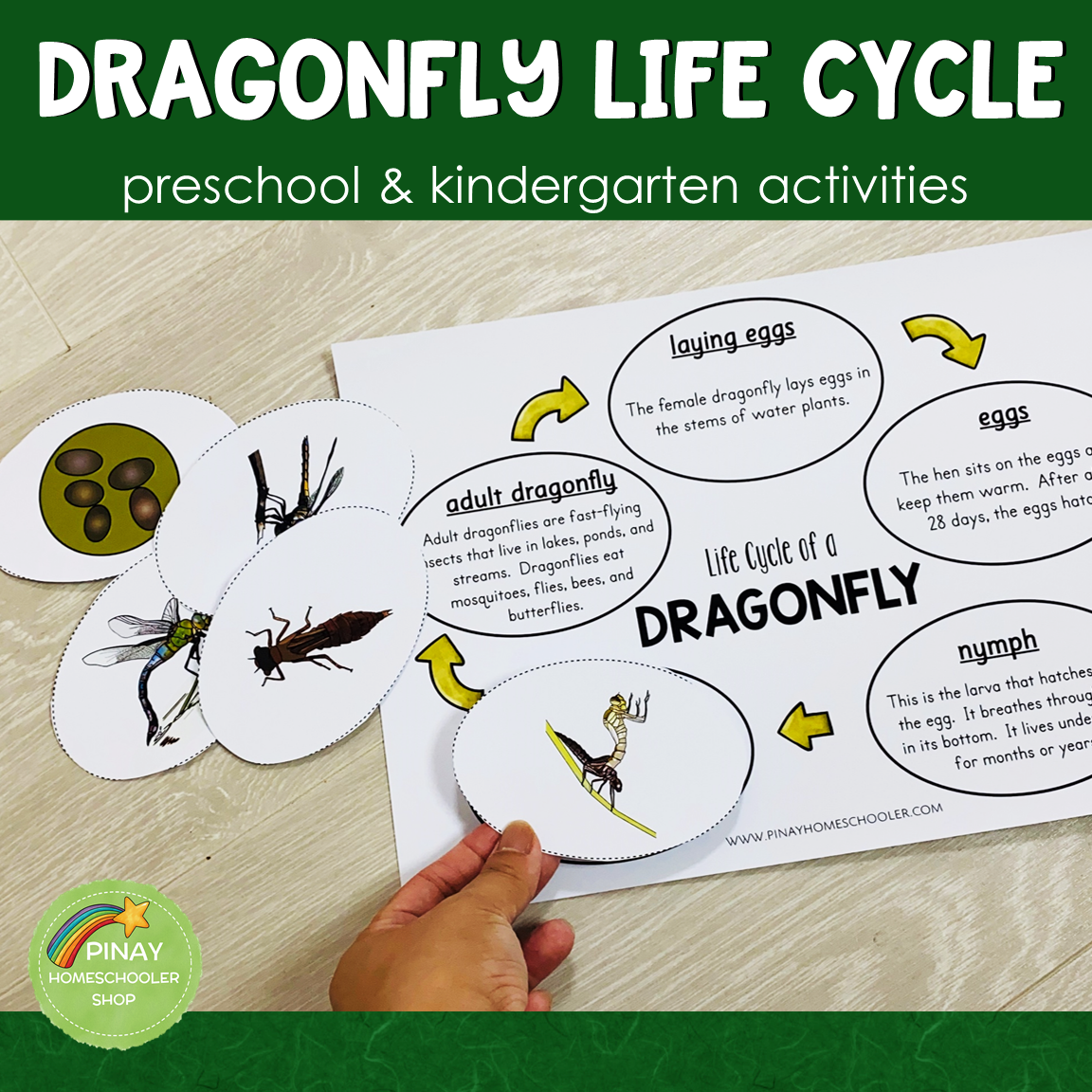 Dragonfly Life Cycle Montessori Inspired
