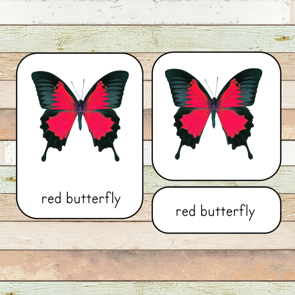 Montessori Insect 3 Part Cards [EDITABLE]