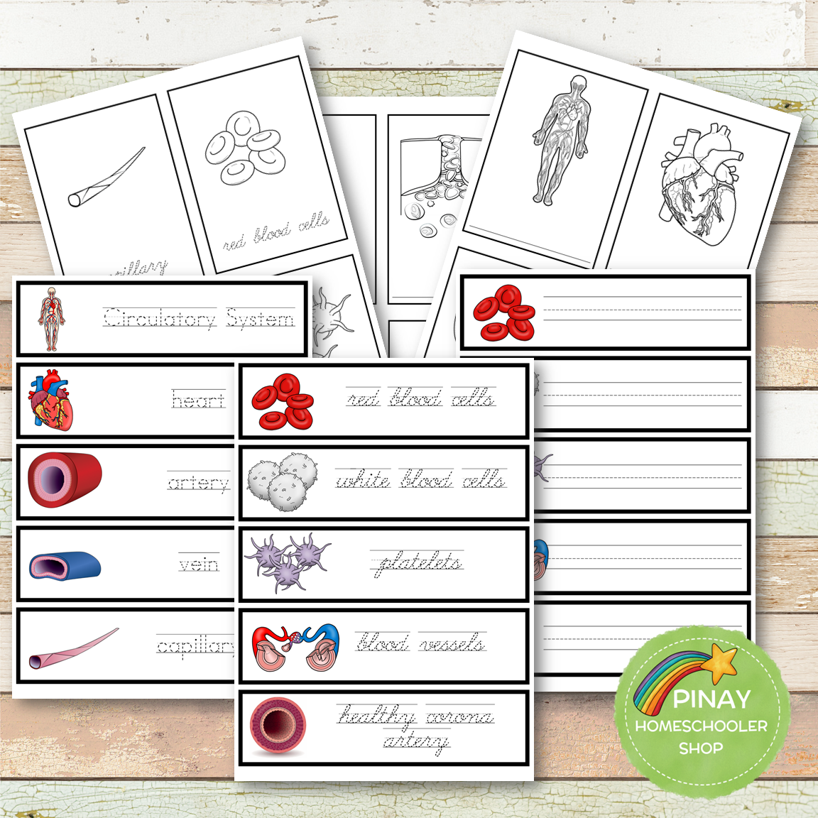Circulatory System Montessori Learning Pack
