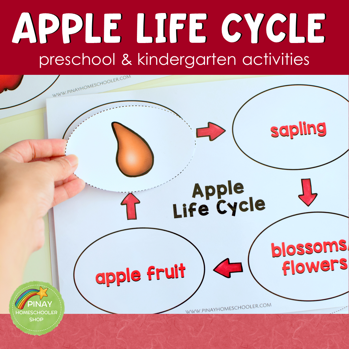 Apple Life Cycle Montessori Inspired
