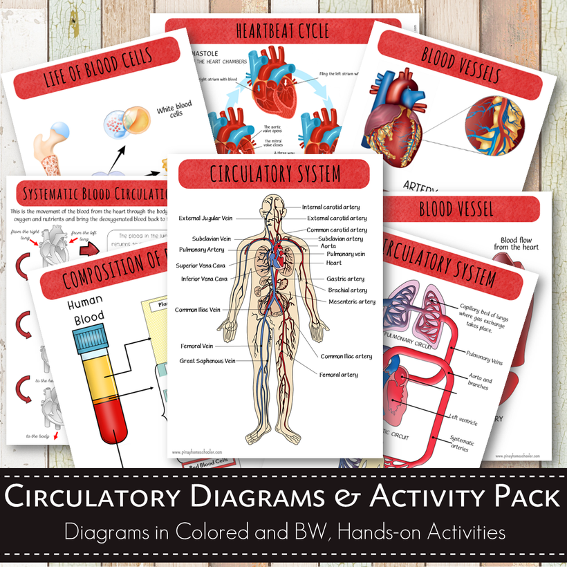 Circulatory Pack