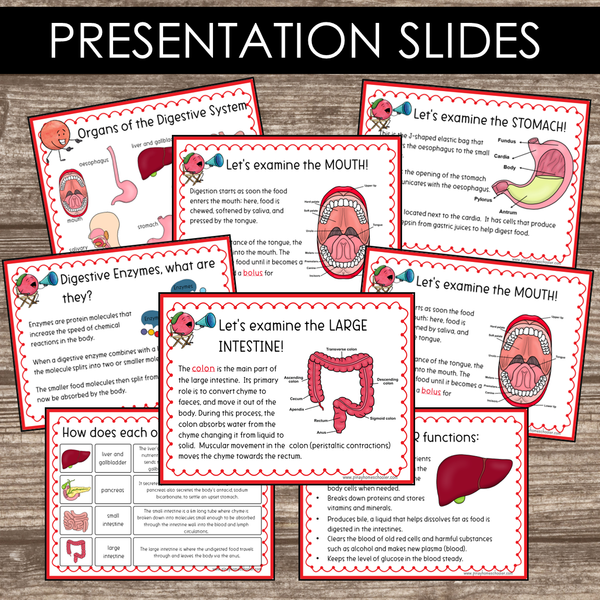Montessori Inspired Digestive System Learning Packet