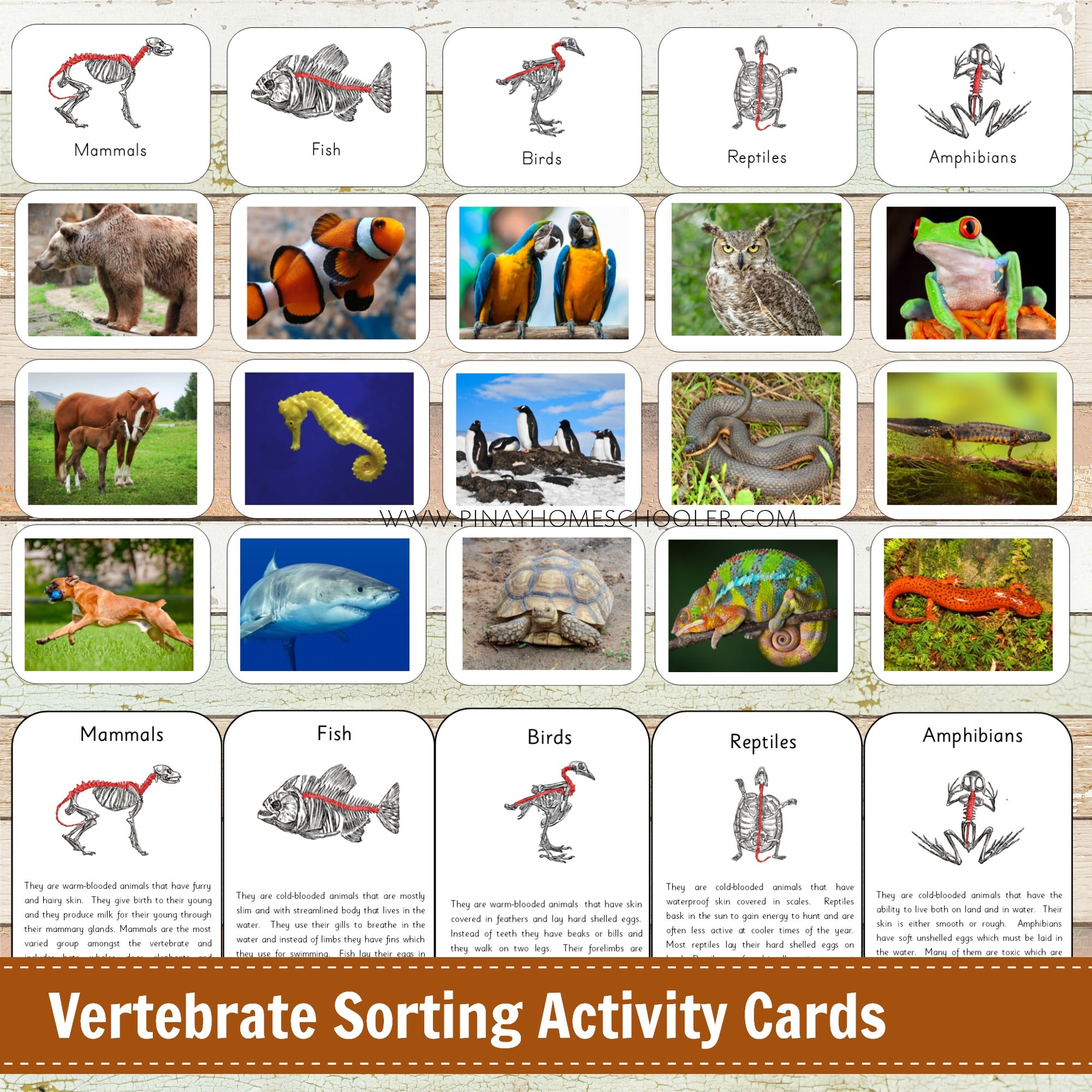 Montessori Vertebrate Sorting Activity Cards