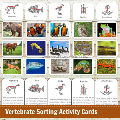 Montessori Vertebrate Sorting Activity Cards