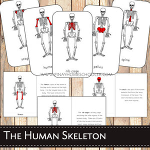 Human Skeleton Montessori 3 Part Cards